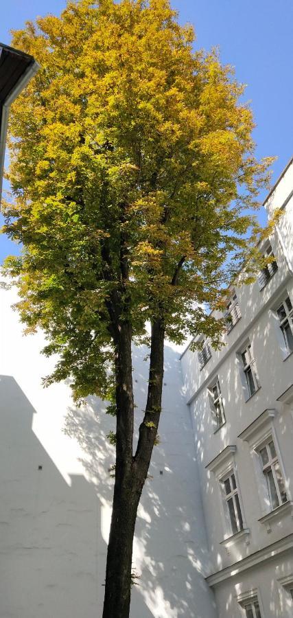 Kyhash Kazimierz Starowislna 36 *